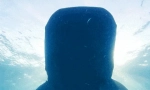 Kit shark - největší ryba na světě